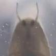 ͷ
