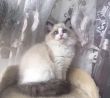 ͷ��
