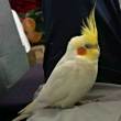 ͷ