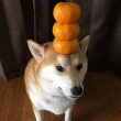 ͷ��