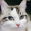 ͷ