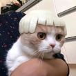 ͷ��