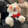 ͷ��