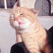 ͷ��