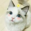 ͷ