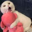 ͷ��
