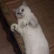 ͷ��