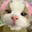 ͷ