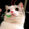 ͷ��