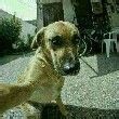 ͷ��