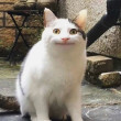 ͷ��