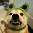 ͷ��