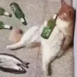 ͷ��