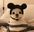 ͷ