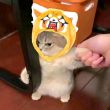 ͷ��