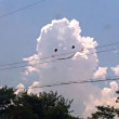 ͷ