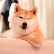 ͷ