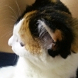 ͷ