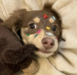 ͷ��