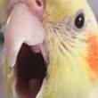 ͷ