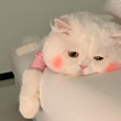 ͷ