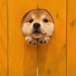 ͷ��