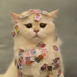 ͷ