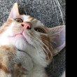 ͷ