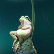 ͷ��