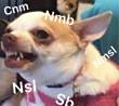 ͷ