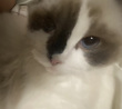 ͷ��