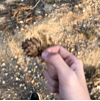 ͷ