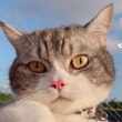 ͷ