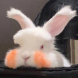 ͷ��