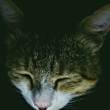 ͷ