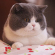 ͷ��