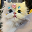 ͷ