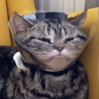 ͷ