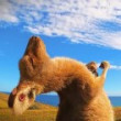 ͷ��