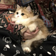 ͷ