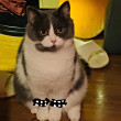 ͷ