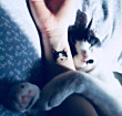 ͷ