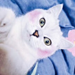 ͷ