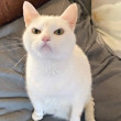ͷ