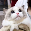 ͷ��