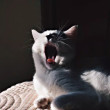 ͷ