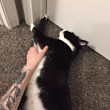 ͷ