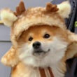ͷ