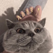 ͷ