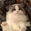 ͷ